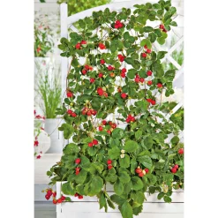 Plantiflor Gourmetkräuter Klettererdbeere Topf 12 cm