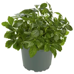 Plantiflor Gourmetkräuter Kraut des Lebens Topf 12 cm