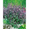 Plantiflor Gourmetkräuter Strauchbasilikum rot im Topf Durchmesser 12 cm
