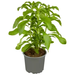 Gourmetkräuter Stevia Topf 12 cm*Plantiflor Discount