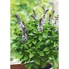Plantiflor Gourmetkräuter Strauchbasilikum Topf Durchmesser 12 cm