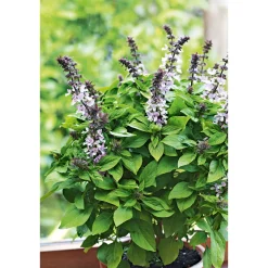 Plantiflor Gourmetkräuter Strauchbasilikum Topf Durchmesser 12 cm