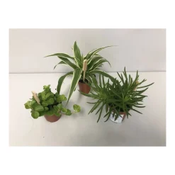 Grün-Mix T6^Plantiflor Outlet