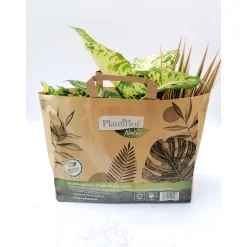 3 Grünpflanzen in -Tüte^Plantiflor Sale