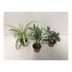 Grünpflanzen-Mix Mini T6^Plantiflor