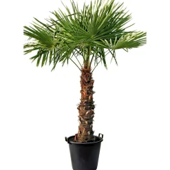 Hanfpalme Trachycarpus fortunei im Topf Durchmesser 30 cm*Plantiflor Discount