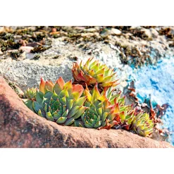 Hauswurz Topf-Ø 10,5 cm*Plantiflor Online