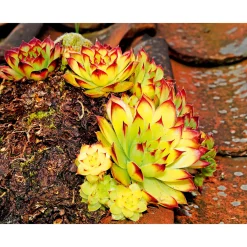 Hauswurz Topf-Ø 10,5 cm*Plantiflor Online