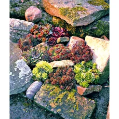 Hauswurz Topf-Ø 10,5 cm*Plantiflor Online