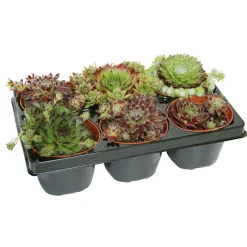 Plantiflor Hauswurz Topf-Ø 9 cm 6er-Pack