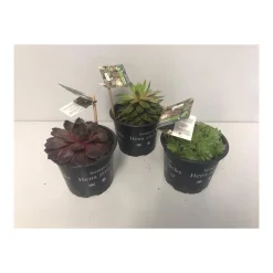 Plantiflor Hauswurzen verschiedene Sorten Topf Durchmesser 13 cm