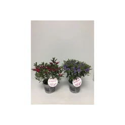 Plantiflor Hebe All Blooms verschiedene Farben T12