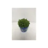 Hebe Green Boy T12^Plantiflor Best