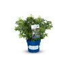 Heidelbeere Lucky Berry Topf Durchmesser 22 cm^Plantiflor Hot