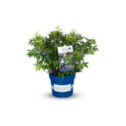 Heidelbeere Lucky Berry Topf Durchmesser 22 cm^Plantiflor Hot