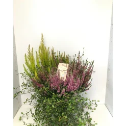 Heide-Mix T20*Plantiflor Clearance