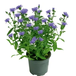 Plantiflor Herbstaster Trio Topf Durchmesser 13 cm