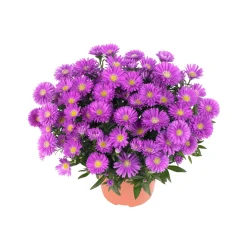 Herbst-Aster Topf Durchmesser 11 cm^Plantiflor Outlet
