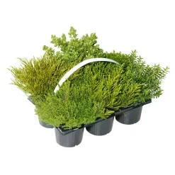 Plantiflor Herbsttray 6er-Pack Topf Durchmesser 9 cm