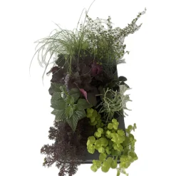 Herbstzauber verschiedene Sorten Topf Durchmesser 11 cm^Plantiflor Discount