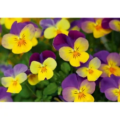 Hornveilchen Topf Durchmesser 9 cm^Plantiflor Best