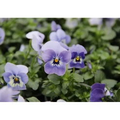 Hornveilchen Topf Durchmesser 9 cm^Plantiflor Best