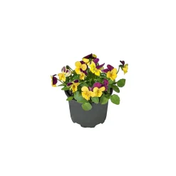 Hornveilchen Topf Durchmesser 9 cm^Plantiflor Best