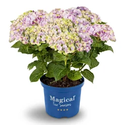 Plantiflor Hortensie Magical Four Seasons Topf Durchmesser 23 cm