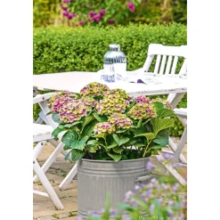 Plantiflor Hortensie Magical Four Seasons Topf Durchmesser 23 cm