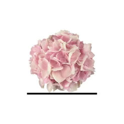 Plantiflor Hortensie Music Collection Topf Durchmesser 23 cm