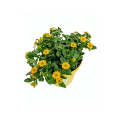 Husarenknopf Inca gelb T13*Plantiflor Outlet