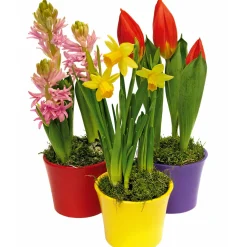 Hyanzithe verschiedene Farben*Plantiflor Outlet