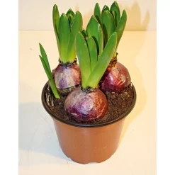 Hyazinthe Topf Durchmesser 12 cm^Plantiflor Discount