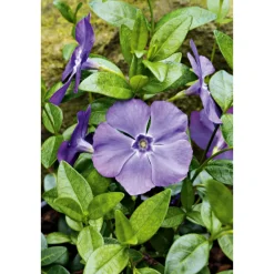 Immergrün Topf Dm 9,5 cm*Plantiflor Online