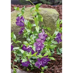 Immergrün Topf Dm 9,5 cm*Plantiflor Online