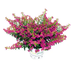 Plantiflor Japanische Scheinmyrthe Flori Glory Topf 11 cm