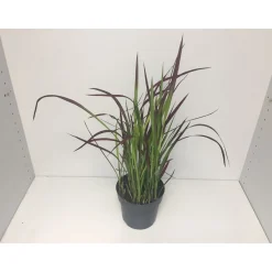 Japanisches Blutgras Red Baron P14*Plantiflor Discount
