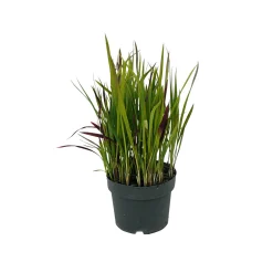 Japanisches Blutgras Red Baron Topf Durchmesser 19 cm*Plantiflor Discount