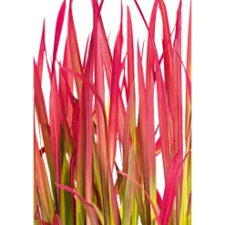 Japanisches Blutgras Red Baron Topf Durchmesser 19 cm*Plantiflor Discount