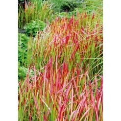 Japanisches Blutgras Red Baron Topf Durchmesser 19 cm*Plantiflor Discount