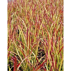 Japanisches Blutgras Red Baron Topf Durchmesser 19 cm*Plantiflor Discount