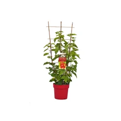 Johannisbeere weiß Topf Durchmesser 17 cm^Plantiflor