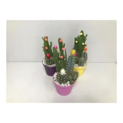 Kakteen mit geklebten Blüten verschiedene Sorten T10*Plantiflor Hot