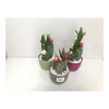 Plantiflor Kakteen mit geklebten Blüten Eiförmiger Topf verschiedene Sorten T14