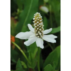 Kalifornischer Eidechsenschwanz Topf Durchmesser 17 cm^Plantiflor Outlet