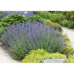 Katzenminze Topf Durchmesser 13 cm^Plantiflor Hot