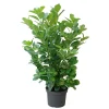 Kirschlorbeer Novita 60-80 cm^Plantiflor Discount