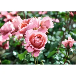 Kletterrose „Rosa“, Topf Ø 23 cm^Plantiflor Best