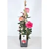 Kletterrose „Zweifarbig“, Topf Ø 23 cm^Plantiflor Hot