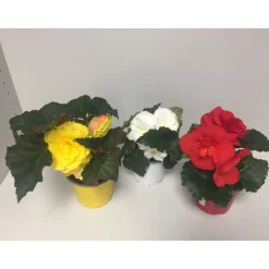 Knollenbegonie verschiedene Farben T12*Plantiflor Clearance